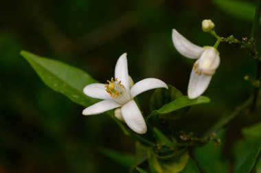Beyaz çiçekler yemyeşil yaprakların arasında çiçek açar. Huzurlu bir bahçede huzur yayarlar. Sabah ışığı onların narin özelliklerini güçlendirir, sakin bir atmosfer yaratır..