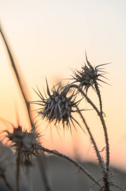 Yumuşak, solgun bir gökyüzünün altında, dikenli dikenler, sıcak renklerin değişimine karşı uzun ve siluetli duruyor. Doğanın sessiz güzelliği, gün geceye dönerken sakin bir anı yakalar..
