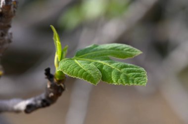 Dallardan çıkan yeşil incir yaprakları, huzurlu bir bahçede güneş ışığını emer. Bu canlı büyüme ilkbaharın gelişini işaret ediyor, yeni bir hayat ve umut getiriyor..