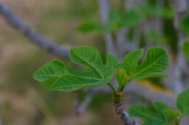 Huzurlu bir bahçede, taze yeşil incir yaprakları yavaşça açılır güneş ışığı onları yıkarken. Bu an, ilkbaharın başlarında doğanın yenilenmesinin özünü yakalar..