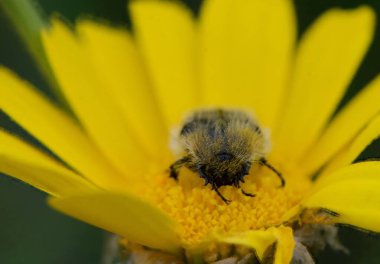 Yakından bakıldığında, açık mavi gökyüzünün altında parlak sarı bir çiçekten nektar toplayan meşgul bir arı görülüyor. Doğa hayat ve renkle dolu bu canlı bahçe ortamında gelişiyor..