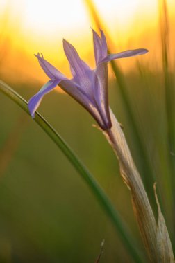 Güneş batarken, narin mor yapraklar gökyüzüne doğru uzanıyor. Yumuşak otlar ve doğanın canlı renkleriyle dolu huzurlu bir çayır boyunca ılık bir parıltı yayıyor..