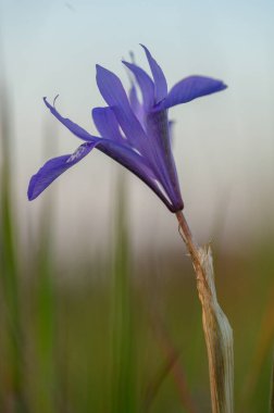 Çarpıcı bir mor kır çiçeği, şafağın narin parıltısında güneşlenerek sapından zarif bir şekilde yükselir. Huzurlu arka plan, güzelliğini arttıran uyumlu bir atmosfer yaratıyor..