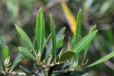 Güneş ışığı yemyeşil zeytin yapraklarının arasından süzülür, canlı yeşil renklerini ve ince dokularını vurgular. Bu yakın çekim, sakin bir ortamda doğanın güzelliğini yakalar, sakin titreşimleri davet eder..