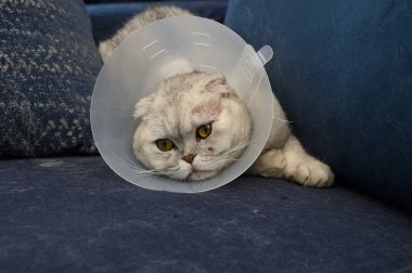 Sarı gözlü tüylü bir kedi, veteriner randevusundan sonra Elizabeth dönemi tasması takarak mavi bir koltukta dinlenir. Güneş ışığı pencereden süzülerek sıcak bir atmosfer yaratır..