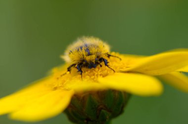 Yumuşak, tüylü, sarı ve siyah kürklü bir yaban arısı parlak sarı çiçeğin merkezinden nektar toplar. Yeşillik sahneyi sararken güneş ışığı narin taç yapraklarını vurgular.