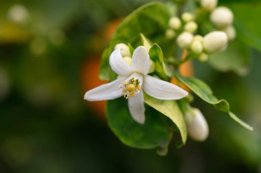 Canlı bir bahçe, yemyeşil yapraklar ve tomurcuklanan meyvelerin arasından çıkan güzel bir narenciye çiçeği sergiliyor. Yumuşak güneş ışığı baharın tazeliğini ve canlılığını vurgular..