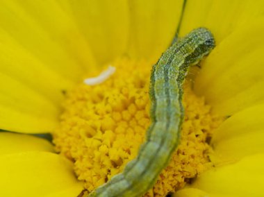 İnce yeşil bir tırtıl, bir çiçeğin parlak sarı taç yaprakları arasında sürünür, sakin bir bahar öğleden sonrası güneşinin tadını çıkarır, doğanın güzellikleriyle çevrili..