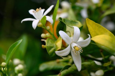 Narin beyaz narin narin narin narin narin narin çiçekleri yeşil yaprakların arasında ortaya çıkar. Bu da baharın büyüleyici güzelliğinin sakin bir bahçe ortamında ortaya çıktığının işaretidir. Hava tatlı bir kokuyla dolu..