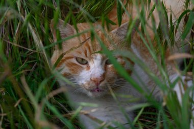 Uzun otlarla dolu sakin bir bahçede, meraklı bir turuncu kedi yeşilliğin içinden bakıyor. Çarpıcı kürkü, öğleden sonra güneşi içinden geçerken doğanın canlı yeşillikleriyle çelişiyor..