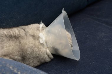 Yumuşak gri ceketli sakin bir kedi, kısa bir süre önce veterinere gittikten sonra boynuna koruyucu bir koni takmış, lüks mavi bir kanepede uzanıyor. Samimi ortam biraz sükunet katıyor..