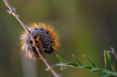 Kürklü bir tırtıl ince bir daldan nazikçe sarkıyor. Canlı renkleri solan güneş ışığını yakalıyor. Çevreleyen yeşillik, doğanın bu sessiz güzelliğini çerçeveler..