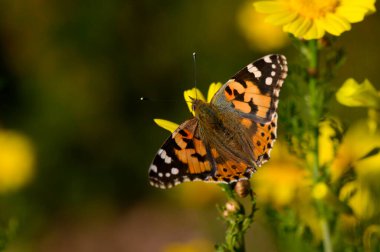 Karmaşık turuncu ve siyah desenli güzel bir kelebek, sakin bir bahçenin sıcak güneş ışığının tadını çıkaran parlak sarı çiçeklerin üzerine nazikçe iner. Doğa onun etrafında gelişir..