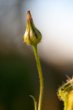 Narin yeşil bir çiçek tomurcuğu zarif bir şekilde duruyor, batan güneşin sıcacık parıltısında, yumuşak doğal renklerle ve bulanık arka planlarla çevrili..
