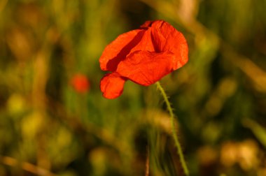 Canlı kırmızı gelincik, sakin bir çayırda bulanık yeşil bir arka plana karşı dimdik ve ışıl ışıl duruyor. Öğleden sonra güneşinin sıcacık parıltısı narin taç yapraklarını güçlendirir ve huzurlu bir atmosfer yaratır..