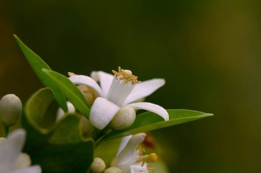Güneşin altında soluk kesici beyaz narenciye çiçekleri serin bir bahçede yemyeşil yapraklarla çevrilidir. Hafif bir esinti tatlı kokularının ipuçlarını taşıyor.