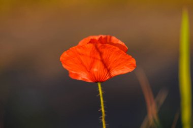 Canlı bir turuncu gelincik çiçeği, narin taç yapraklarını ve ince gövdesini sergileyerek yeryüzünün üzerinde yükselir. Yumuşak bir ışık manzarayı kaplıyor, çiçeğin güzelliğini açık havada vurguluyor..