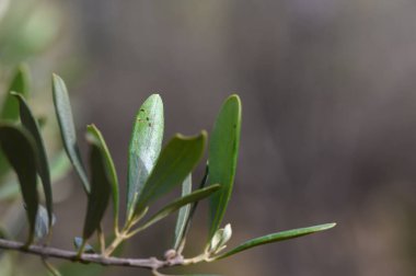 Güneş ışığı yemyeşil yapraklar üzerinde dans eder, doğanın karmaşık ayrıntılarını ortaya çıkarır. Ormandaki bu sakin an etrafındaki güzelliğin yansımasını ve değerini gösteriyor..