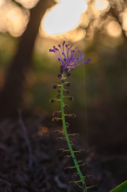 Büyüleyici bir mor çiçek günbatımının altın ışığıyla aydınlanan gökyüzüne uzanır. Sıcak arka plan, doğanın sükunetiyle çevrili narin güzelliğini vurgular..