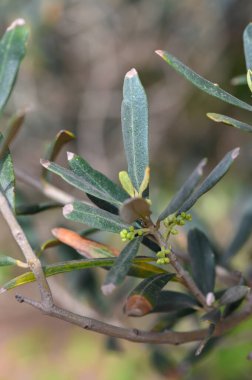 Sakin bir bahçede yeşil yaprakların arasında küçük zeytin çiçekleri toplanır. Güneş ışığı taze büyümeyi ön plana çıkarıyor. Baharın yenilenmesinin ve huzurun özünü yakalıyor..