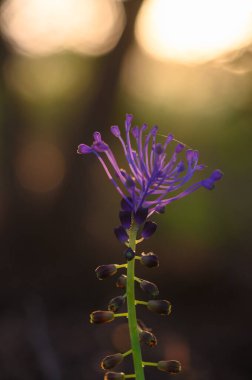 Narin bir mor çiçek, karmaşık taç yaprakları ve tomurcuklanan yoldaşlarını gösteren ılık güneş ışığına doğru uzanırken, arka plan, doğanın şafak renklerine doğru yavaşça kayboluyor..