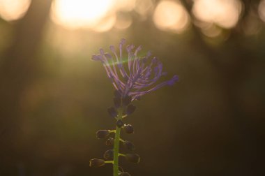 Narin bir kır çiçeği dimdik ayakta duruyor. Canlı mor yaprakları ağaçların arasından süzülen sıcak güneş ışığı gibi gökyüzüne doğru uzanıyor. Yumuşak akşam parıltısı, huzurlu çevreye büyülü bir dokunuş ekler..