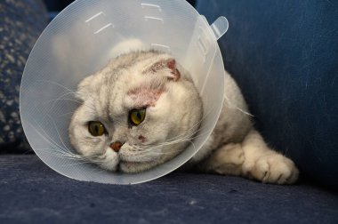 Yumuşak mavi bir kanepede dinlenen tüylü bir kedi son veteriner ziyaretinden sonra koruyucu tasma takıyor..