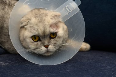 Plastik koni takan tüylü bir kedi yumuşak bir kanepede uzanır. Büyük, parlak gözleriyle, veteriner ziyaretinden sonra merakla bakıyor..