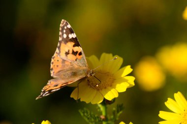 Karmaşık turuncu ve siyah desenli çarpıcı bir kelebek çiçeklerle dolu yemyeşil bir bahçede zarif sarı bir çiçeğin üzerinde yatar. Güneş ışığı canlı renkleri güçlendirir.