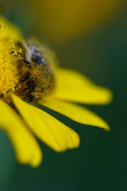 İki yaban arısı canlı sarı bir çiçekten nektar toplayarak güneşli bir günde yemyeşil yaprakların arasında doğanın karmaşık güzelliğini sergilerler..