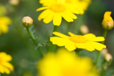 Parlak sarı çiçek kümesi çiçek açan bir bahçede dimdik ayakta duruyor. Yaprakları güneş ışığını yakalıyor, sıcaklık ve neşe saçıyor, baharın canlı renklerle gelişini müjdeliyor..
