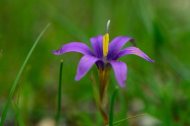 Göz alıcı mor bir kır çiçeği yeşil çimenlerin arasında gururla durur. Narin taç yaprakları ve orta sarı kekemeliğini sergiler. Güneş ışığı bu doğal güzelliği nazikçe aydınlatır..