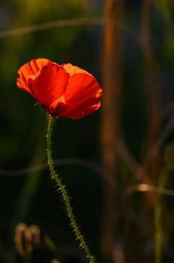 Çarpıcı kırmızı bir gelincik bulanık bir arka plana karşı dimdik ayakta duruyor, yumuşak sabah ışığıyla aydınlatılıyor. Hassas yapraklar güneşi yakalar ve doğanın güzelliğinin büyüleyici bir görüntüsünü yaratır..