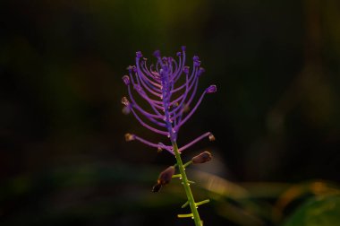 Göz kamaştırıcı bir mor çiçek, hafifçe aydınlatılmış arka plana doğru uzanır..