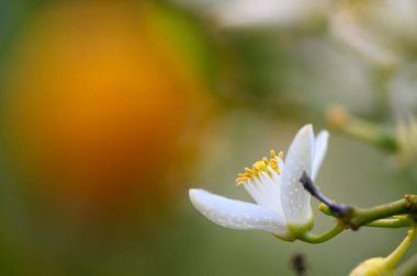 Göz kamaştırıcı beyaz bir çiçek, altın saat boyunca yumuşak ve bulanık bir fon tonuyla güzel bir tezat oluşturarak, karmaşık taç yapraklarını ve yumuşak erkeklik organlarını ortaya çıkarır..