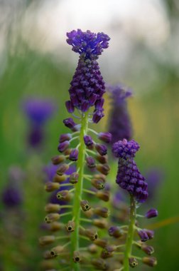 Canlı mor çiçek kümeleri, yumuşak yeşil bir zemin karşısında dimdik duruyorlar. Alacakaranlığın ılık ışığı güzelliklerini arttırır, doğanın sükunetinin özünü yakalar..
