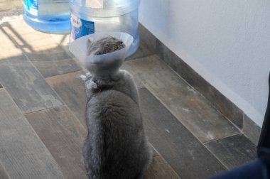 E-yaka takan meraklı bir kedi, büyük bir su dağıtıcısının yanındaki güneşli bir alanı araştırıyor ve neşe ve belirsizliğin bir karışımını oluşturuyor..