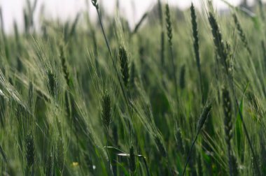 Bereketli yeşil buğday rüzgarda zarif bir şekilde sallanıyor, sakin bir öğleden sonra ılık güneş ışığında yıkandı. Doğanın güzelliği bu huzurlu tarım arazisinde gelişiyor..