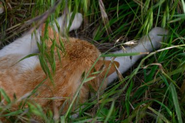 Yumuşak turuncu bir kedi canlı yeşil çimenlerde rahat bir şekilde yayılır ve huzurlu bir bahçede öğleden sonra güneşinin sıcaklığının tadını çıkarır. Doğa huzurlu anı sarar..
