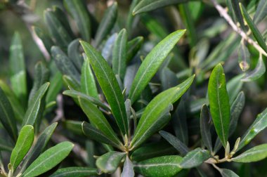 Canlı yeşil yaprakların yakın çekimi, sakin bir bahçede gelişiyor, bahar mevsiminde sabah ışığıyla aydınlanıyor, doğanın güzelliğini gösteriyor..