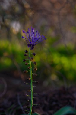 Narin mor kır çiçeği yeşillikler arasında zarif bir şekilde yükselir, canlı yapraklarını sergilerken, öğleden sonra yumuşak ışığı güzelliğini artırır. Doğanın sanatsal yönü gözler önüne seriliyor..