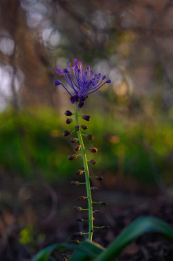 Canlı bir mor çiçek, yemyeşil yeşilliklerle çevrili, zarif bir şekilde yükselir. Yumuşak güneş ışığı ağaçların arasından süzülür, hassas taç yapraklarının altını çizer ve doğada sakin bir atmosfer yaratır..