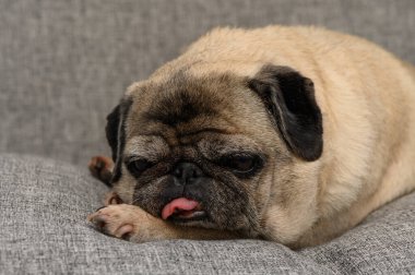 Çekici bir pug, yumuşak gri bir kanepede rahat bir şekilde uzanıyor, anlamlı gözleri ve kıvrık kuyruğu sevimli kişiliğine bir göz atıyor. Evimizin sıcaklığı ortada..