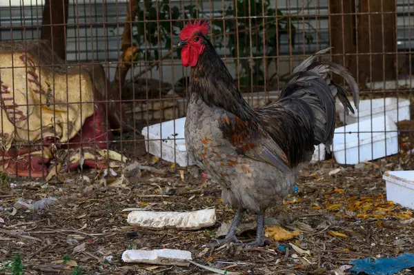 Canlı bir horoz, kurumuş yapraklar ve enkaz parçalarıyla dolu bir çiftlik avlusunda güvenle kasıla kasıla yürüyor. Çarpıcı tüyleri güneşin altında parıldıyor ve etrafını keşfediyor..