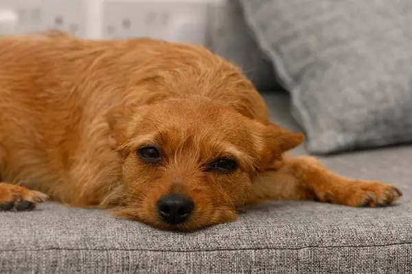 Küçük, rahat bir köpek rahat bir kanepeye yayılır ve içeri akan sıcak güneş ışığını emer. Kürkü parıldıyor ve yüzünde barışçıl bir ifade var..