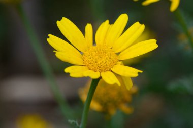 Parlak sarı bir çiçek, güneş ışığının tadını çıkaran canlı bir bahçenin ortasında dimdik ayakta duruyor. Yaprakları dışa doğru uzanıyor, baharın sıcaklığını kucaklıyor, arıları ve kelebekleri davet ediyor..