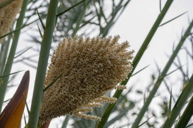 Uzun yeşil yaprakların arasında, narin beyaz çiçek kümesi şafağın yumuşak ışığı altında çiçek açar, doğanın karmaşık güzelliğini ve sükûnetini gösterir..
