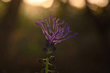 Çarpıcı, mor bir çiçek, sıcak bir günbatımının arka planında dikiliyor ve karmaşık yapraklarını sergiliyor. Nazik ışıltı, doğanın sanatsal güzelliğini arttırır. Huzurlu bir atmosfer yaratır..