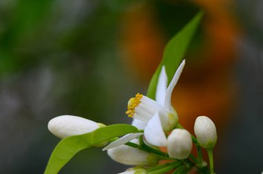 Beyaz narenciye çiçekleri yemyeşil yaprakların arasından çıkar ve baharda çiçek açan bir bahçede büyüleyici bir görüntü oluşturur. Hava tatlı kokularla dolu..