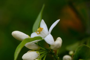 Büyüleyici beyaz bir çiçek tomurcuklanan çiçeklerle çevrili yemyeşil yaprakların arasında zarifçe açılır. Güneş ışığı ılık bir parıltı yayar, baharın ihtişamında bahçenin güzelliğini arttırır..